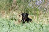 BEAUCERON - PUPPIES 058